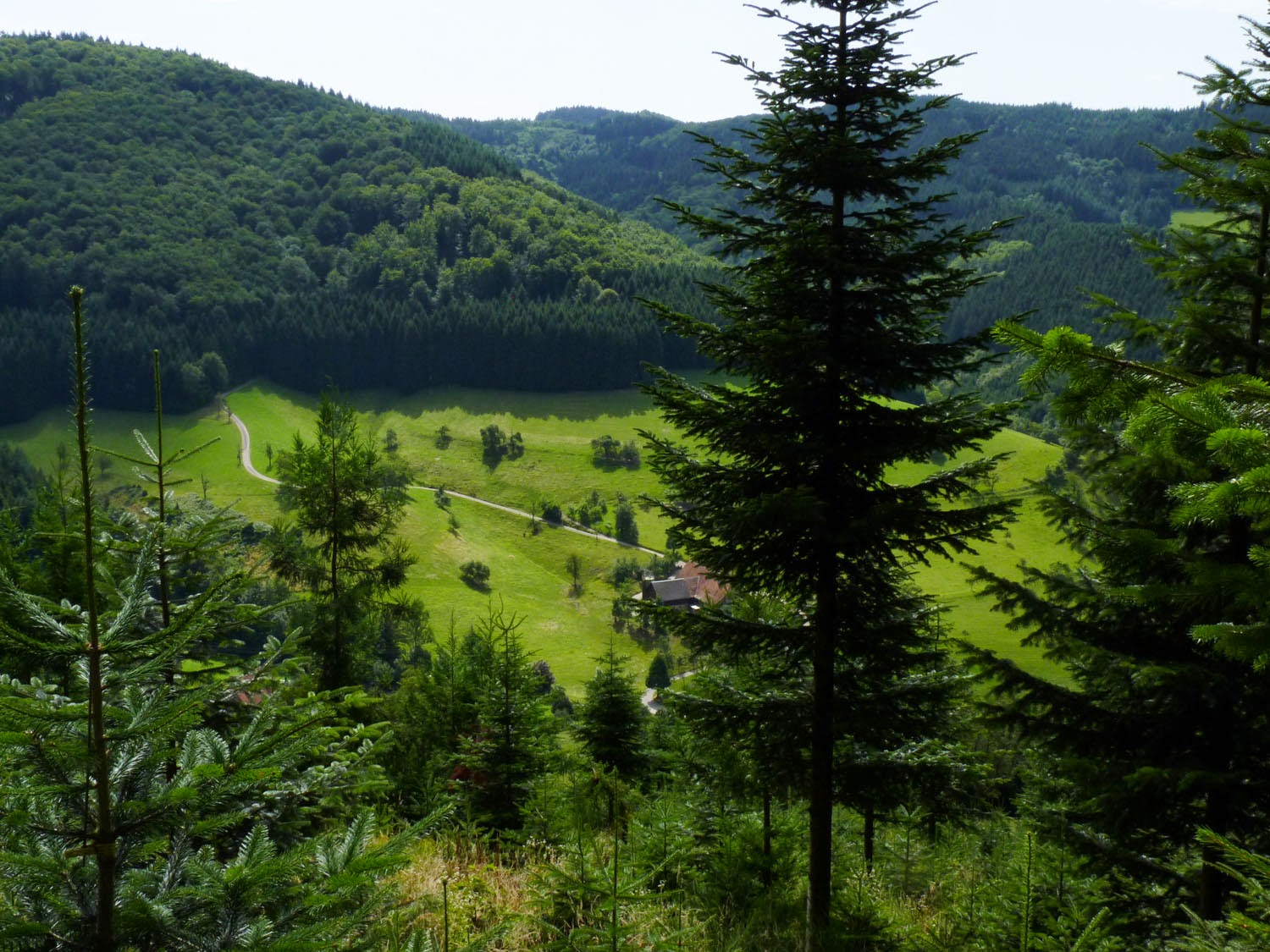 BG - Selva Negra - ESP