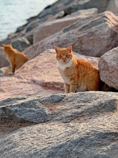 BG - La Isla de los Gatos - ESP