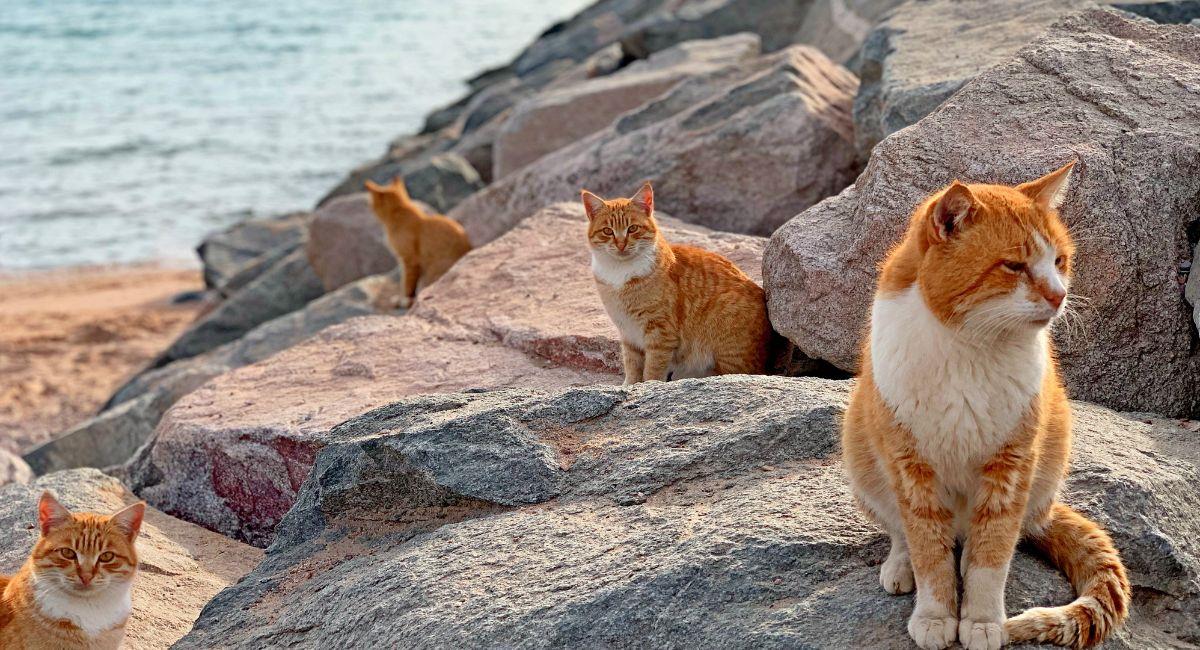 BG - La Isla de los Gatos - ESP