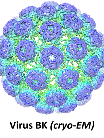 BG - Virus - EN
