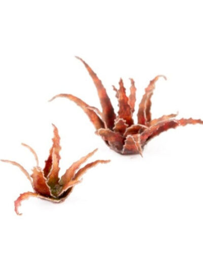 GG - Laser Plants: Red Aloe