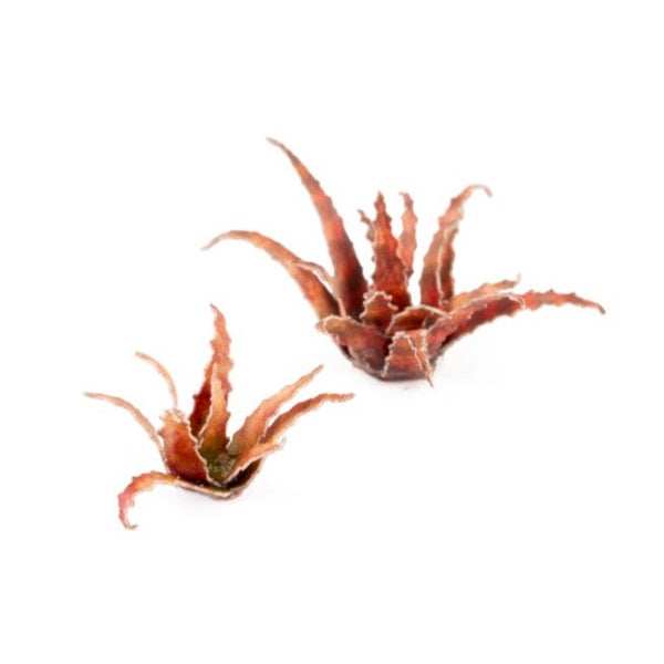 GG - Laser Plants: Red Aloe