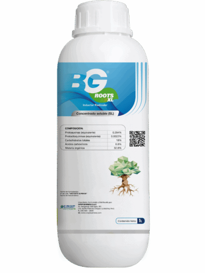 BG - Root - ES