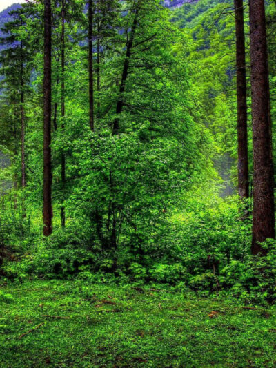 BG - Floresta - Eng
