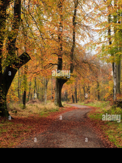 BG - Savernake Forest - ES