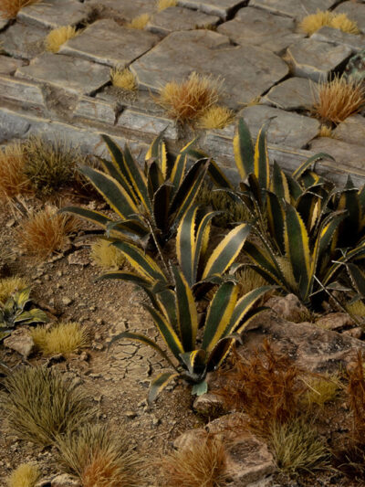 GG - Laser Plants: Agave