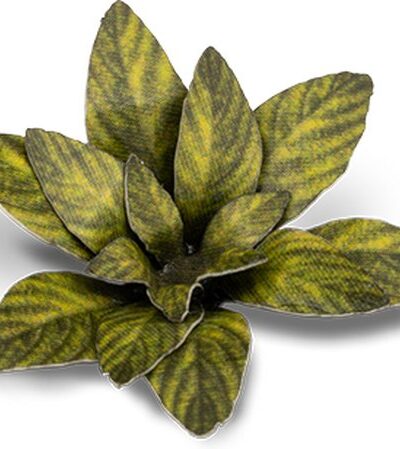 GG - Laser Plants: Dumb Cane